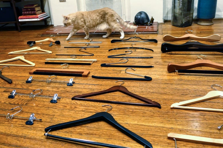 A cat among hangers.